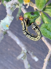 Spodoptera eridania