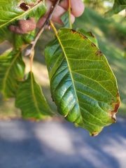Quercus imbricaria