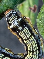 Spodoptera eridania