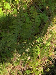 Adiantum formosum