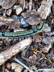 Spodoptera eridania
