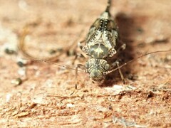 Nimbopsocus australis