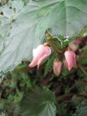 Begonia formosana