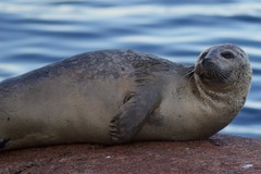 Phoca vitulina vitulina