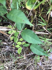 Thyrsanthella difformis