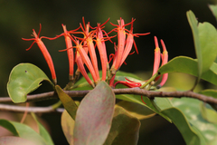 Lorantheae