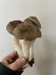 Lyophyllum decastes