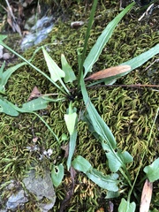 Asplenium rhizophyllum