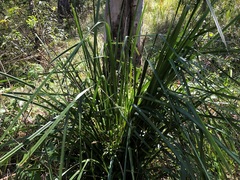 Lomandra hystrix