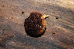 Flammulaster erinaceellus