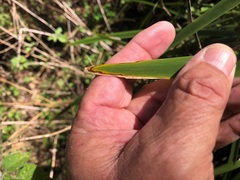 Lomandra hystrix
