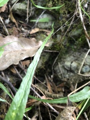 Asplenium rhizophyllum
