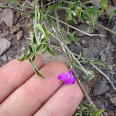 Siphonoglossa ramosa