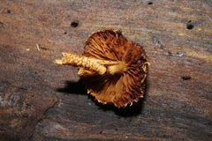 Flammulaster erinaceellus