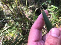 Lomandra hystrix