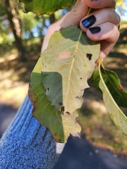 Quercus imbricaria