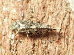 Nimbopsocus australis
