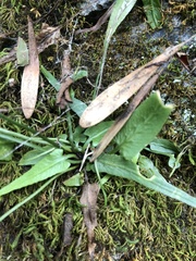 Asplenium rhizophyllum