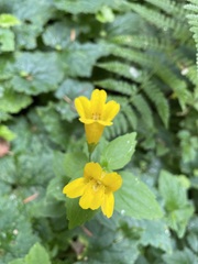Erythranthe dentata
