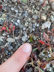 Colobanthus brevisepalus