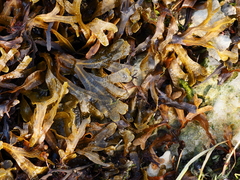 Fucus vesiculosus