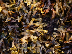 Fucus vesiculosus