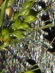 Setaria scheelei