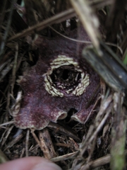 Asarum macranthum