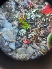 Colobanthus brevisepalus