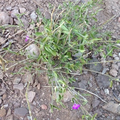 Siphonoglossa ramosa