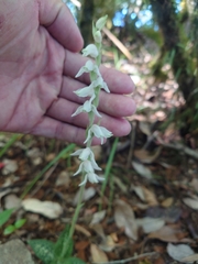 Goodyera schlechtendaliana