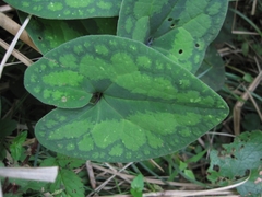 Asarum macranthum