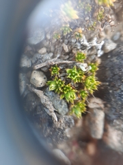 Colobanthus brevisepalus