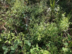 Clematis glycinoides