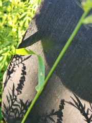 Setaria scheelei