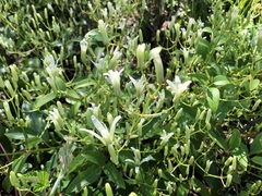 Clematis glycinoides
