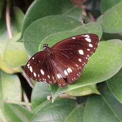 Euploea core corinna