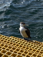 Phalacrocorax varius