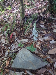 Goodyera schlechtendaliana