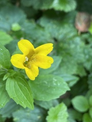 Erythranthe dentata