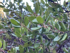 Arctostaphylos sensitiva
