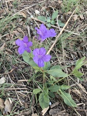 Ruellia occidentalis