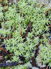 Sphagnum girgensohnii