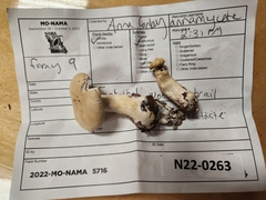 Leucopaxillus