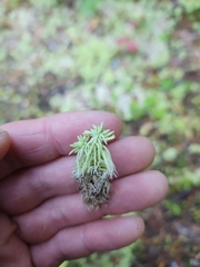 Sphagnum girgensohnii