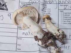 Leucopaxillus