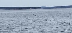 Phocoena phocoena