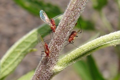 Uroleucon nigrotuberculatum