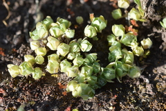 Psilocarphus chilensis