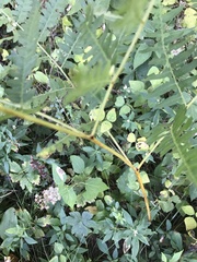 Diplazium viridissimum